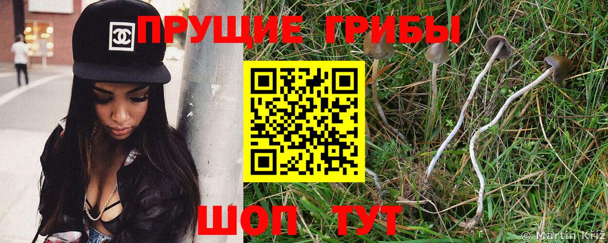 Псилоцибиновые грибы MAGIC MUSHROOMS  Вход с VPN  Михайловск 